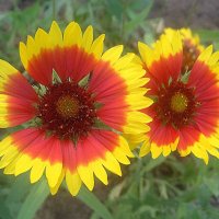 Двое :: Елена Семигина