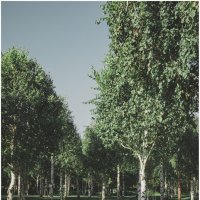 *** :: someone somewere