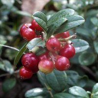 ** :: Зоя Мишина ** :: Зоя Мишина