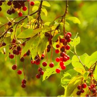 Картинка августа :: Валентин Котляров