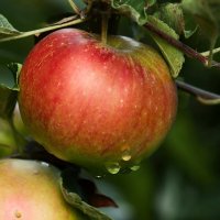 Яблочная пора :: Юрий. Шмаков Яблочная пора :: Юрий. Шмаков