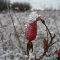 Скоро зима :: Anna Ivanova