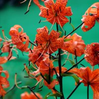 Саранка :: Мишель71 