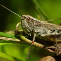 Grasshopper | 7 :: Sergey Sonvar