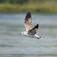 * * * :: Станислав С.