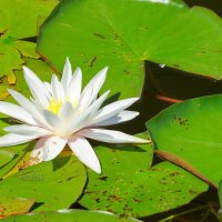 Белая лилия :: Сергей Беляев Белая лилия :: Сергей Беляев