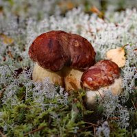 Белый :: краснов юрий 