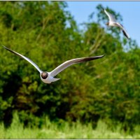 Чайка :: Максим Сорокин