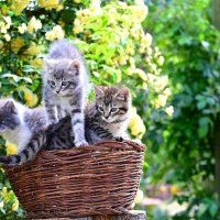 Котята :: Светлана