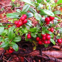 Кустик брусники :: Андрей Снегерёв