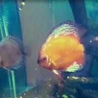 112 (212) :: СТРЕН 