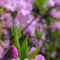 Розовое чудо :: Хватова Марина 