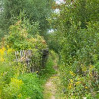 По тропинке тихо уходит лето... :: Nyusha .