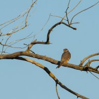 Чеглок. :: Yuri Chudnovetz