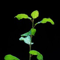 *** :: Леонид leo *** :: Леонид leo