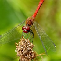 из снятого сегодня 2 :: Александр Прокудин