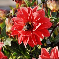 Про городские цветы... :: Aquarius - Сергей