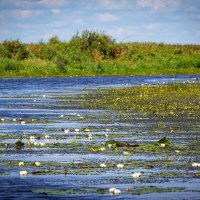 Река Молога :: Николай Дергачев