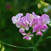 Розовая нежность :: Светлана 