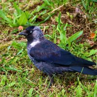 Грозная галка :: Светлана Грозная галка :: Светлана