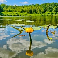 Река Солоница :: Михаил Свиденцов