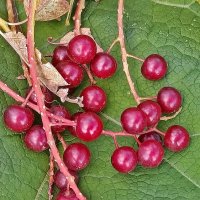 Красная черёмуха вкусная и полезная! :: Валентина Нефёдова Красная черёмуха вкусная и полезная! :: Валентина Нефёдова