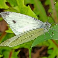 Позировать отказалась... :: Валентина  Нефёдова 