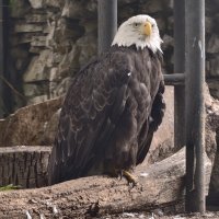 Белоголовый орлан :: <<< Наташа >>>