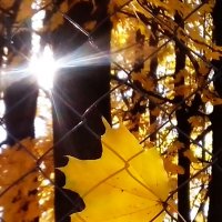 Осень :: Натали 