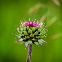 Чертополох :: Игорь Сикорский