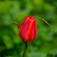 *** :: Игорь Сикорский *** :: Игорь Сикорский