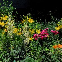 Летние цветы :: Роман Савоцкий Летние цветы :: Роман Савоцкий