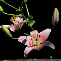 Летние цветы :: Роман Савоцкий