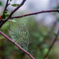 После дождя :: Петр 