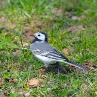 Трясогузка :: Константин Анисимов Трясогузка :: Константин Анисимов