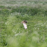 сова болотная :: юрий макаров