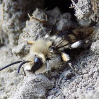 Весенняя пчела... :: Константин Штарк Весенняя пчела... :: Константин Штарк