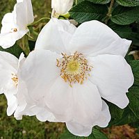 Цветы. :: Владимир Драгунский