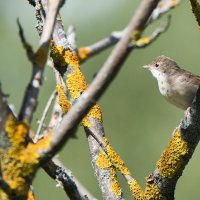 Камышовка. :: Владимир Безбородов