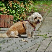 ДРУГ... :: Elvira E. 