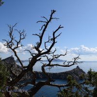 Природа Крыма :: Amazing Cosmea