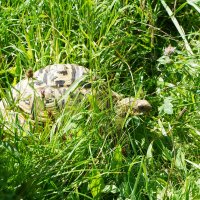 ЧЕРЕПАШЬИ_ДЖУНГЛИ :: Сергей Янович Микк