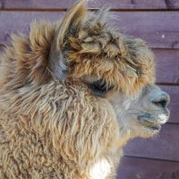 С ПРАЗДНИКОМ ВСЕХ НАС, ДОРОГИЕ ФОТОГРАФЫ !!! ))) :: Сергей Янович Микк