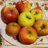 *** :: Елена Семигина