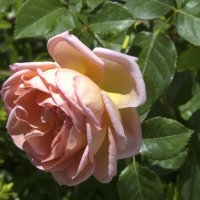 Элизабет  Стюарт :: Валентин Семчишин