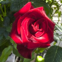 Бархатная  роза :: Валентин Семчишин