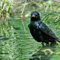Водные процедуры... :: Николай Саржанов