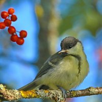 будни леса :: Andrey Bragin будни леса :: Andrey Bragin