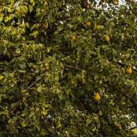 Висят груши, можно скушать. :: Петр Беляков Висят груши, можно скушать. :: Петр Беляков