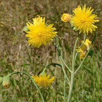 Цветочки от августа. :: сергей ермошкин